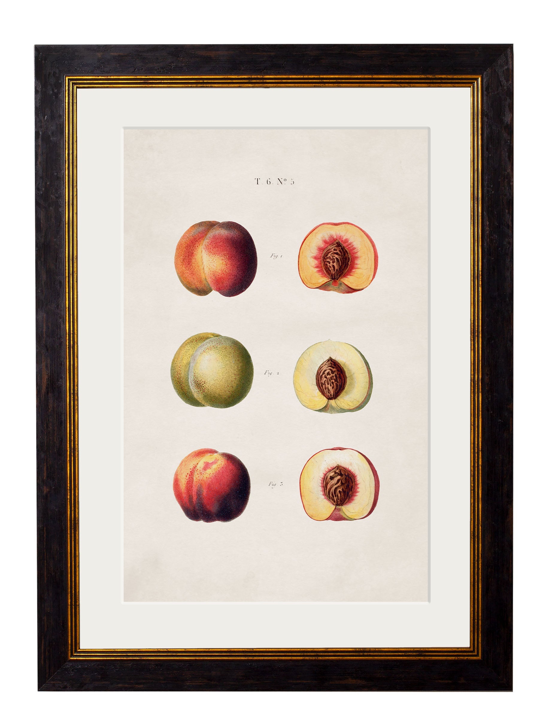 c.1819 Study of British Fruit | Vintage Botanical Framed Print
