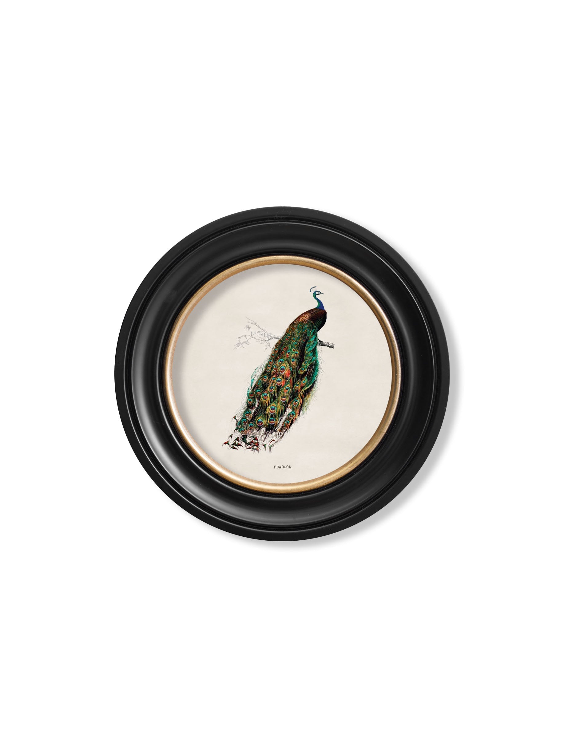 c.1809 British Birds | Vintage Natural History Print in Round Frame