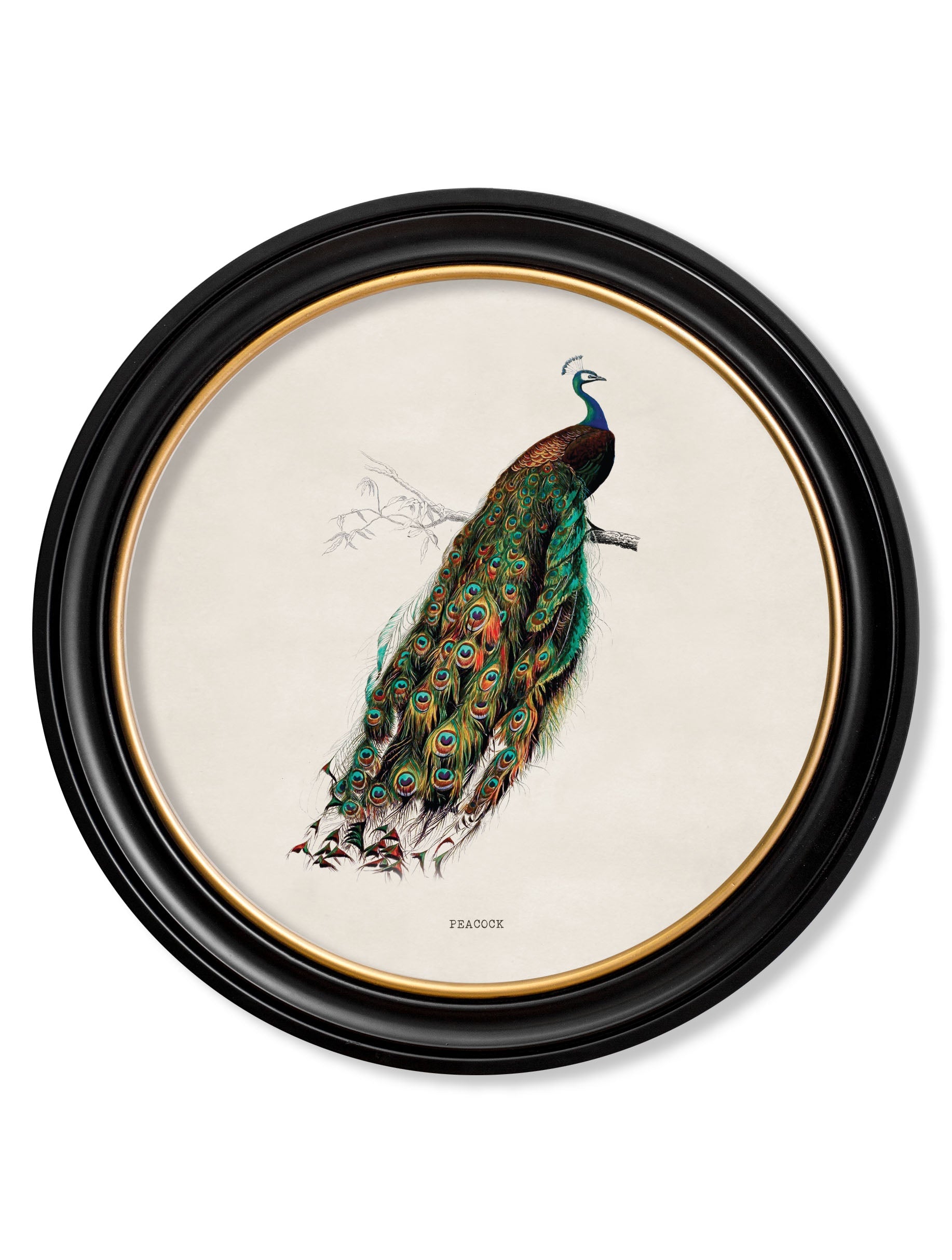 c.1809 British Birds | Vintage Natural History Print in Round Frame
