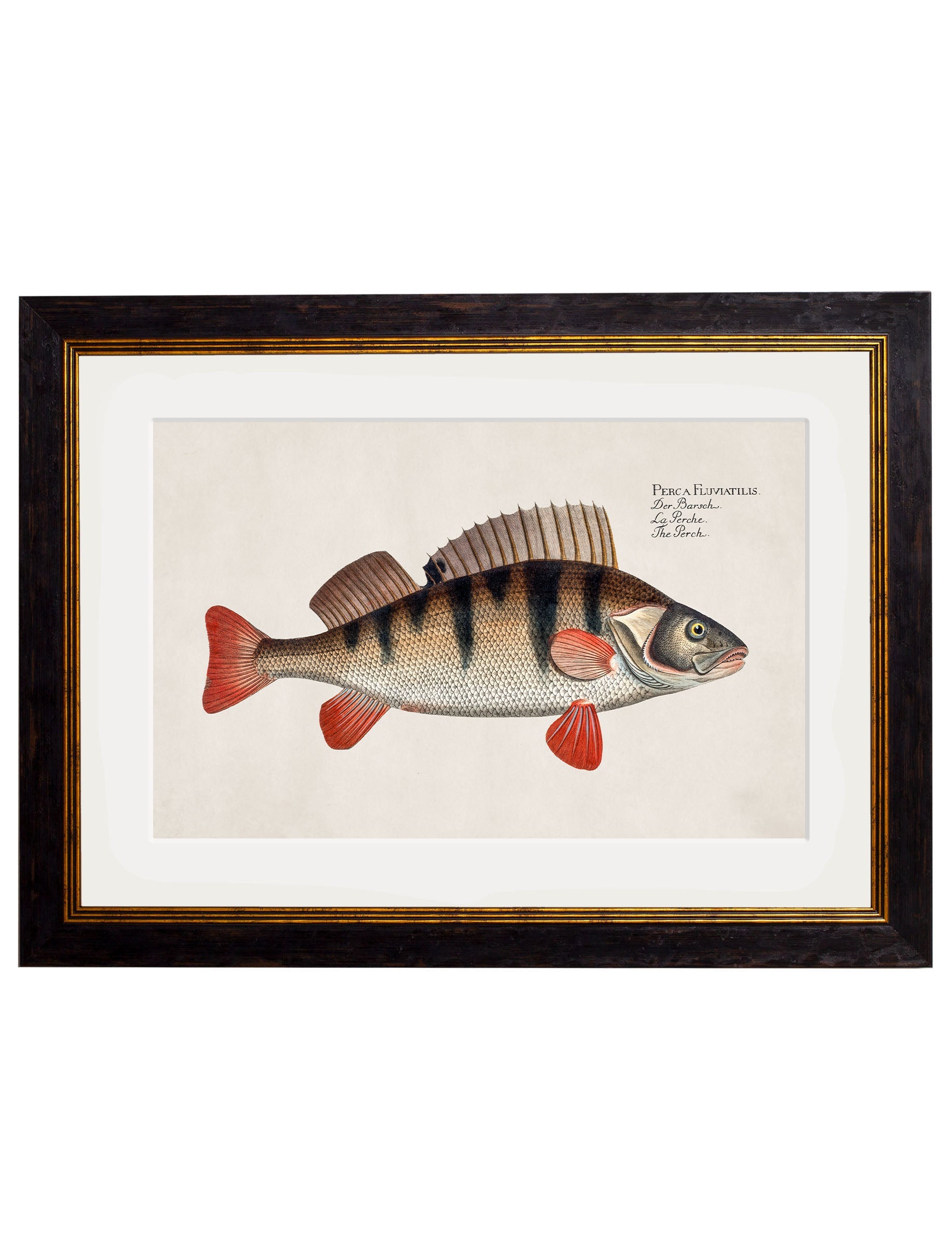 c.1785 Fresh Water Fish | Vintage Natural History Framed Print