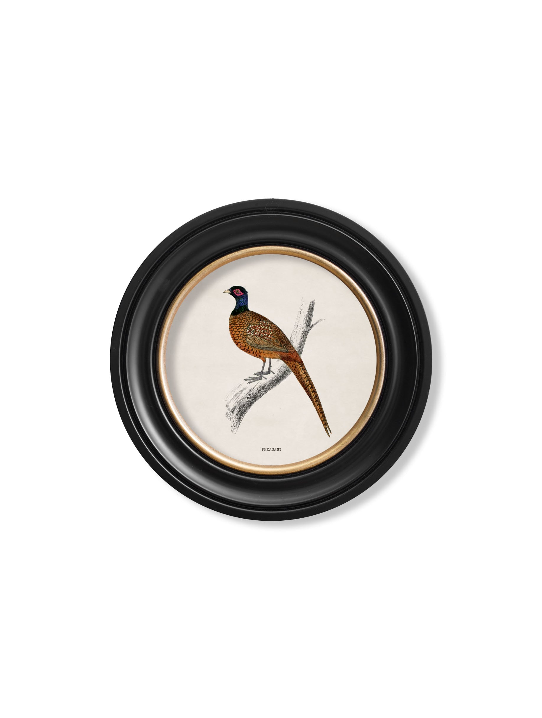 c.1809 British Birds | Vintage Natural History Print in Round Frame