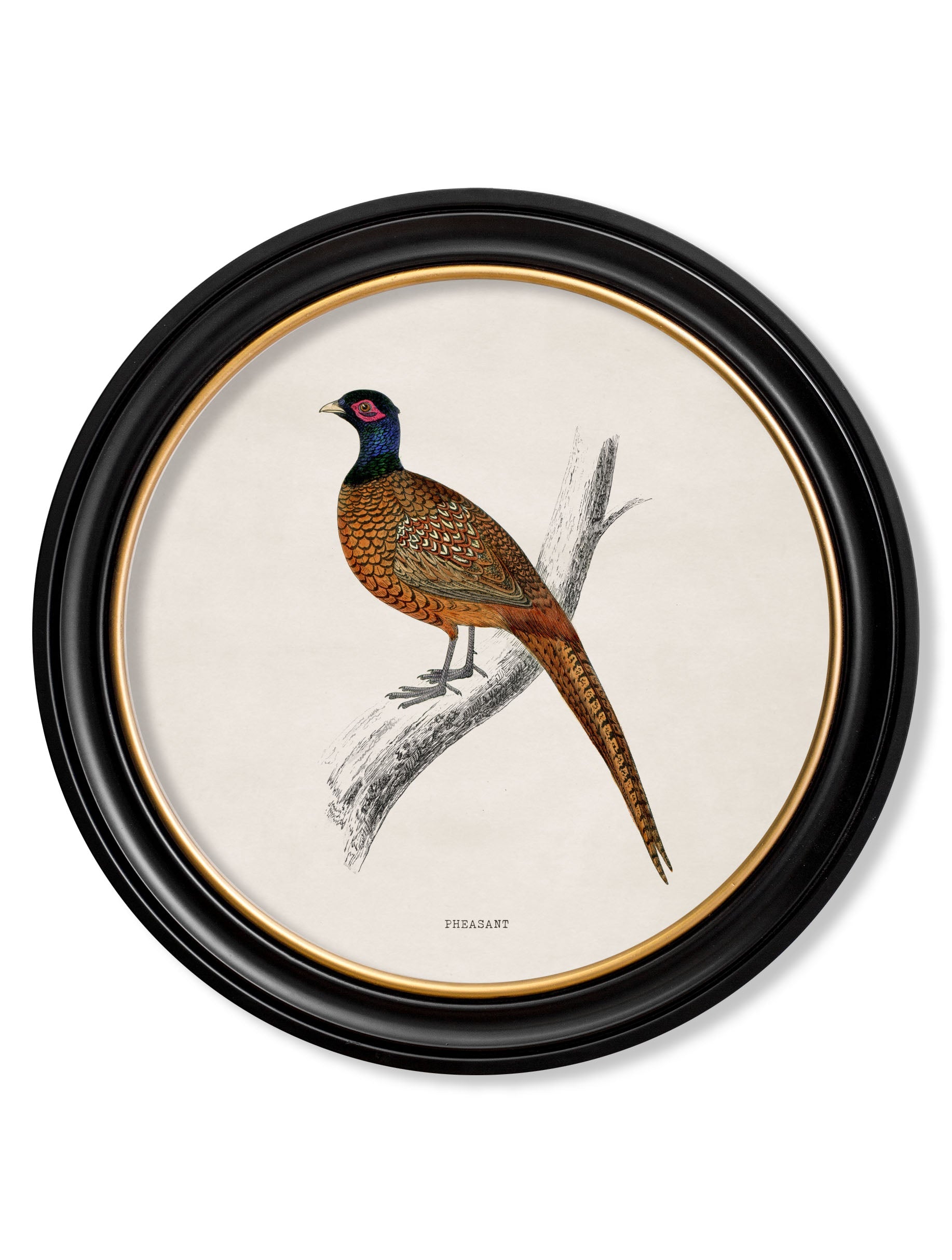 c.1809 British Birds | Vintage Natural History Print in Round Frame