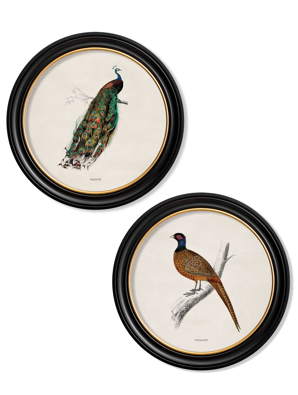 c.1809 British Birds | Vintage Natural History Print in Round Frame