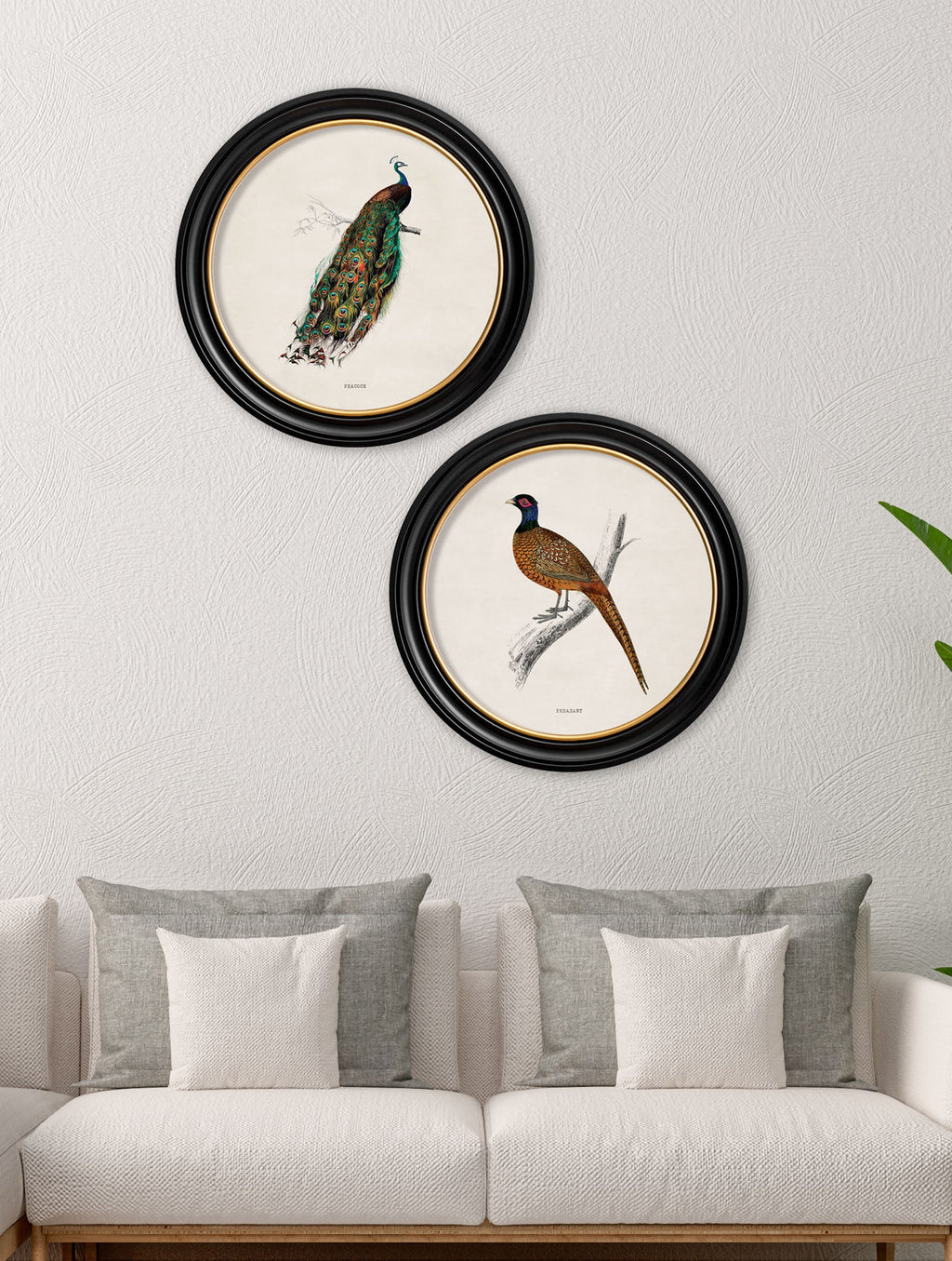 c.1809 British Birds | Vintage Natural History Print in Round Frame