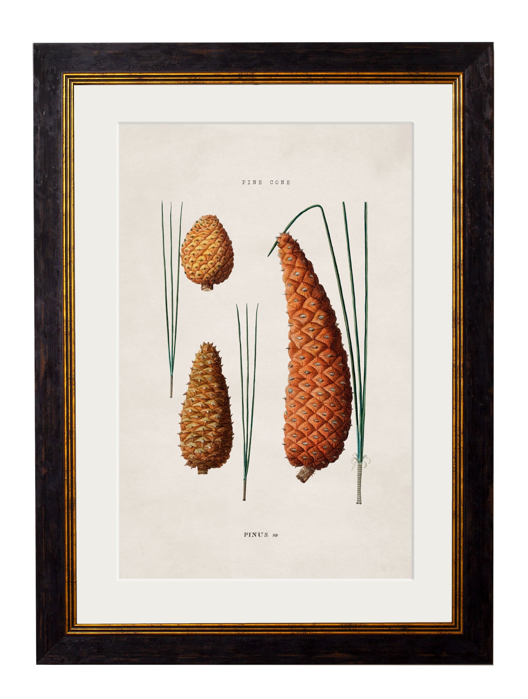 c.1819 Study of British Leaves and Pinecones | Vintage Botanical Framed Print