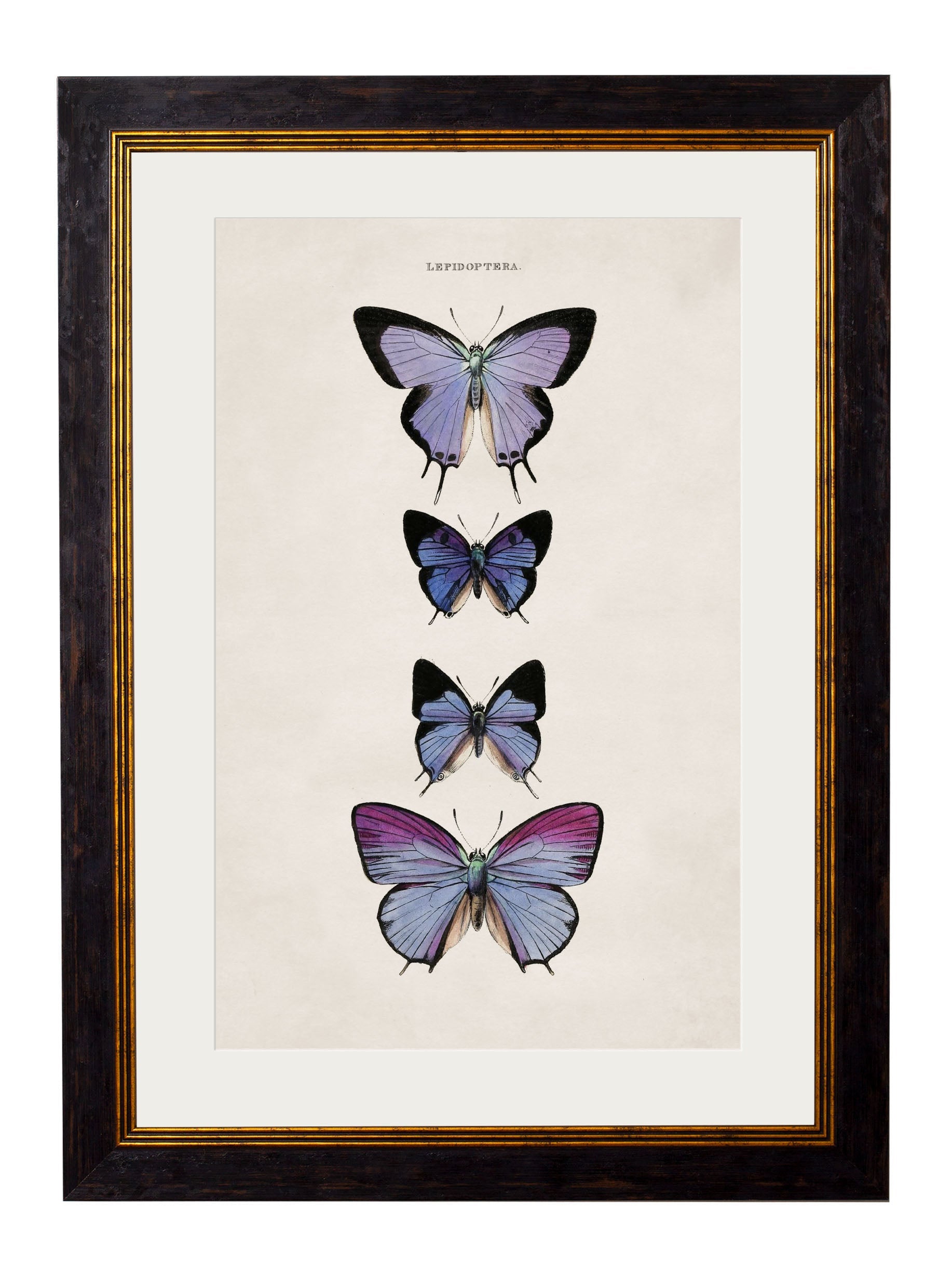 c.1835 Butterflies