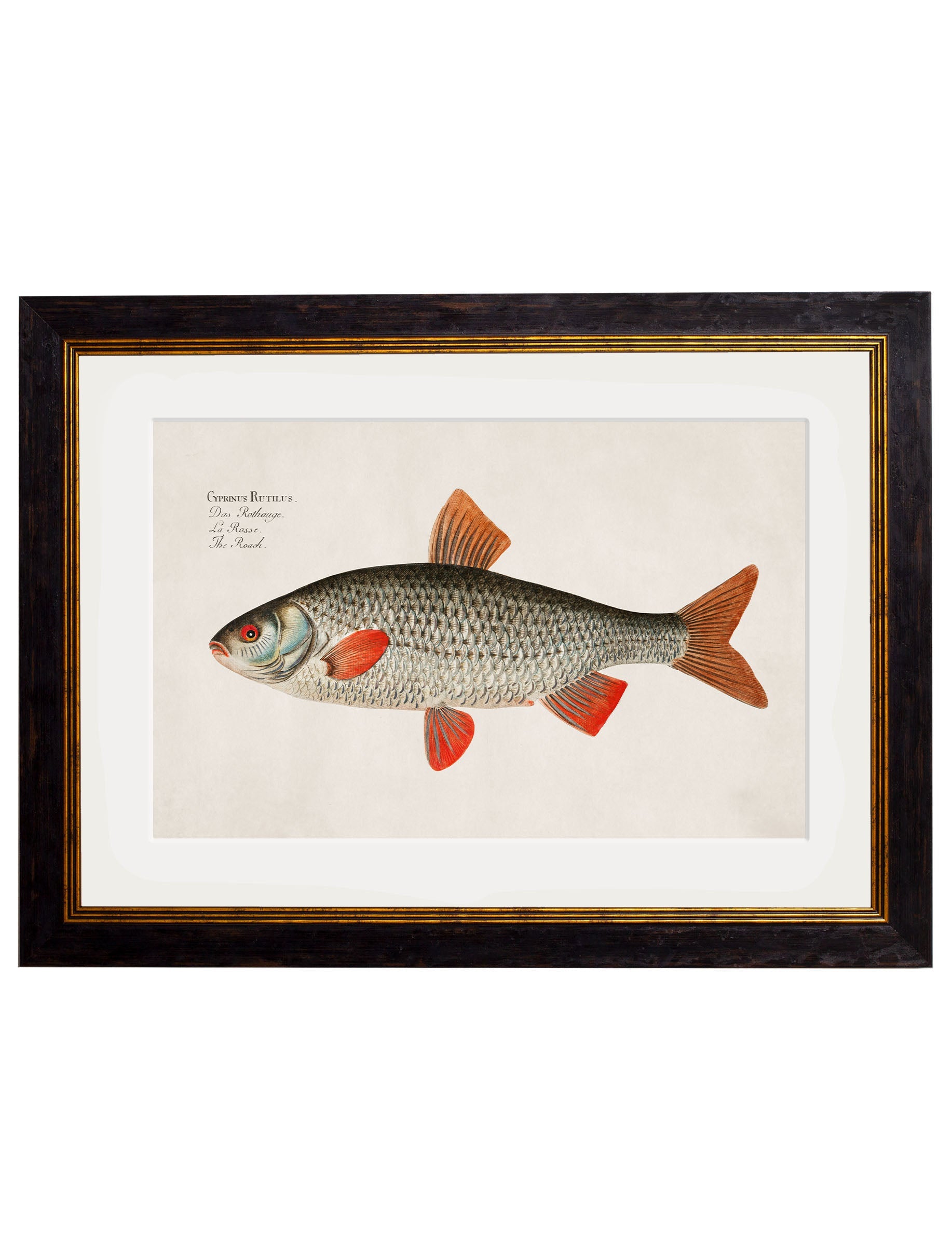 c.1785 Fresh Water Fish | Vintage Natural History Framed Print