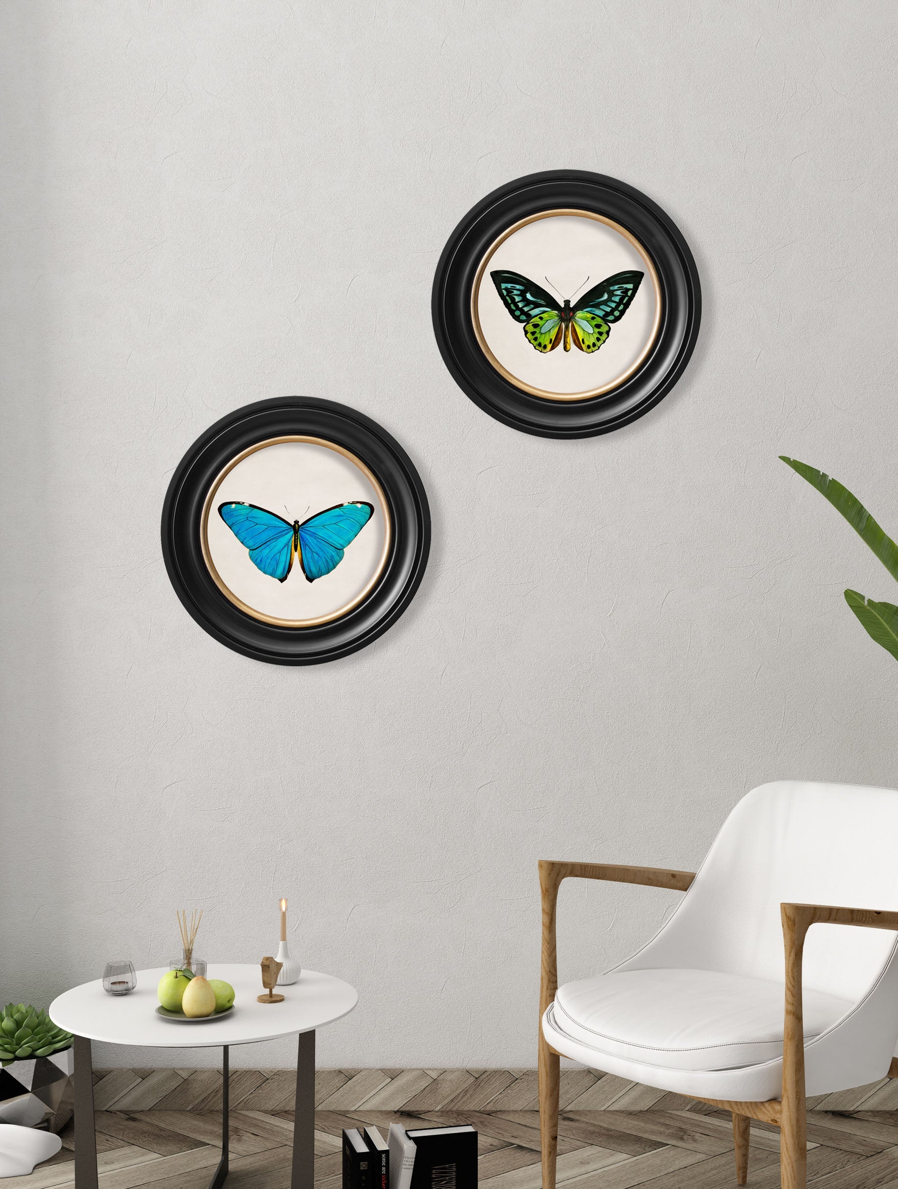 c.1836 Tropical Butterflies | Vintage Natural History Print in Round Frame