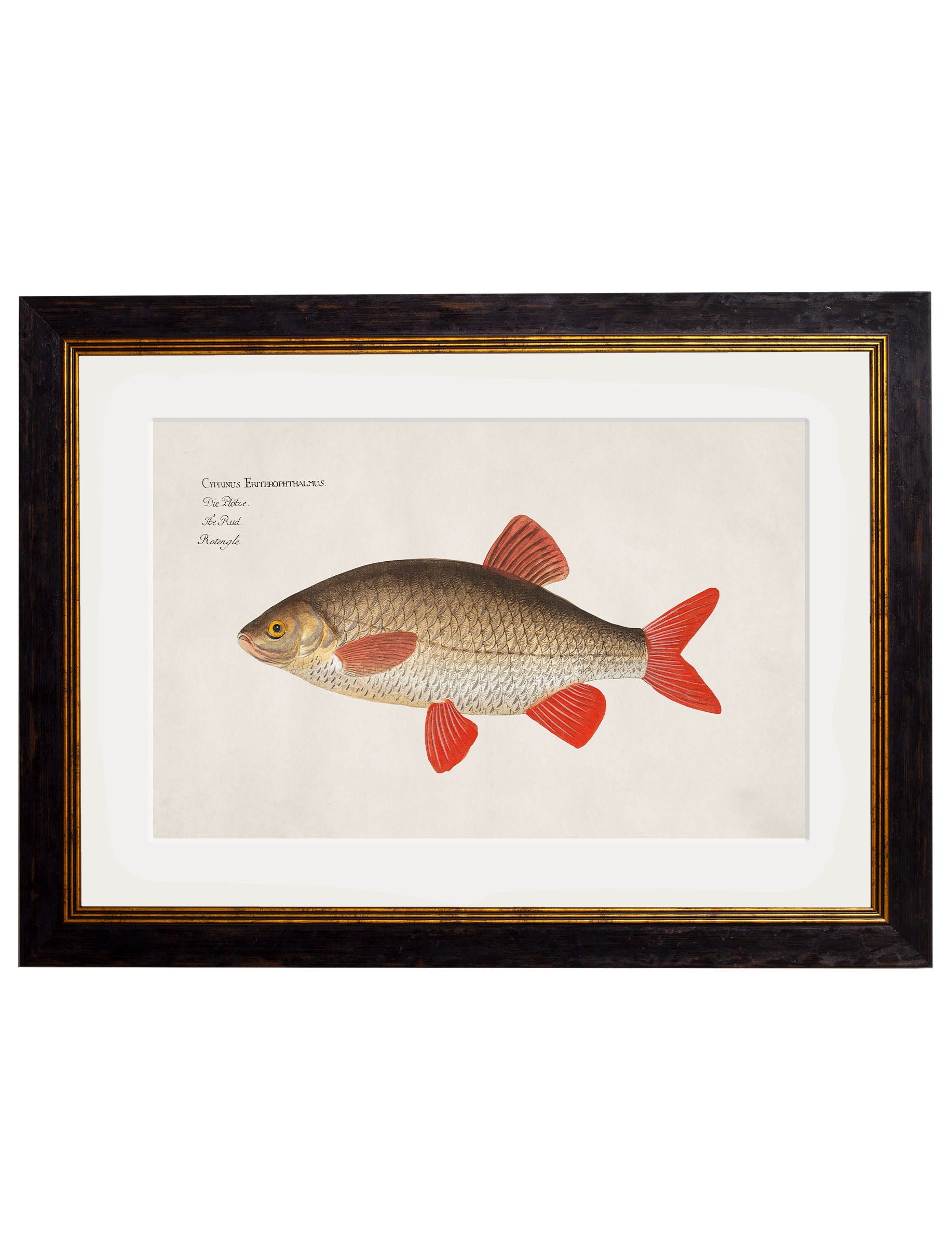 c.1785 Fresh Water Fish | Vintage Natural History Framed Print