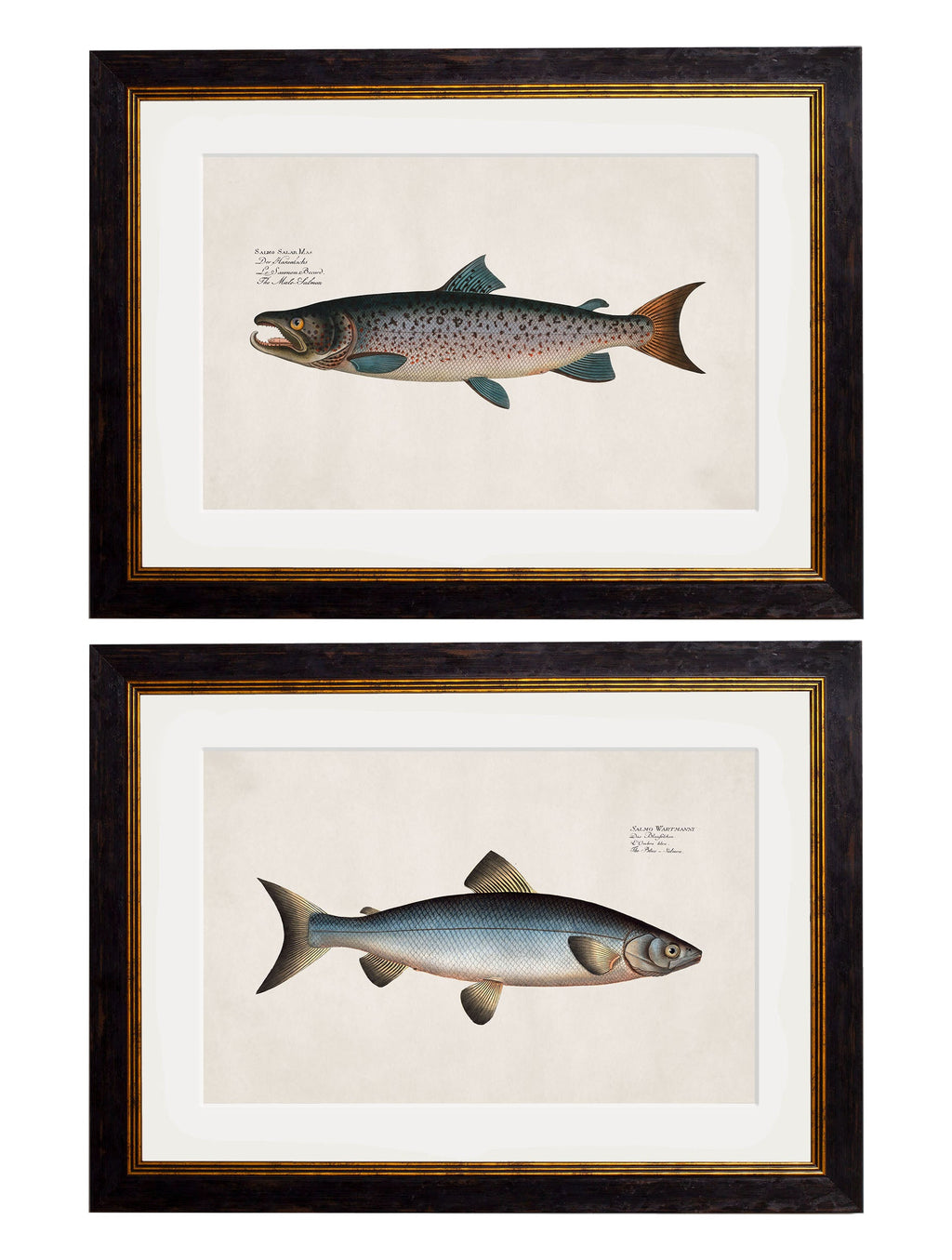 c.1785 Studies of Salmon | Vintage Natural History Framed Print