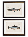 c.1785 Studies of Salmon | Vintage Natural History Framed Print