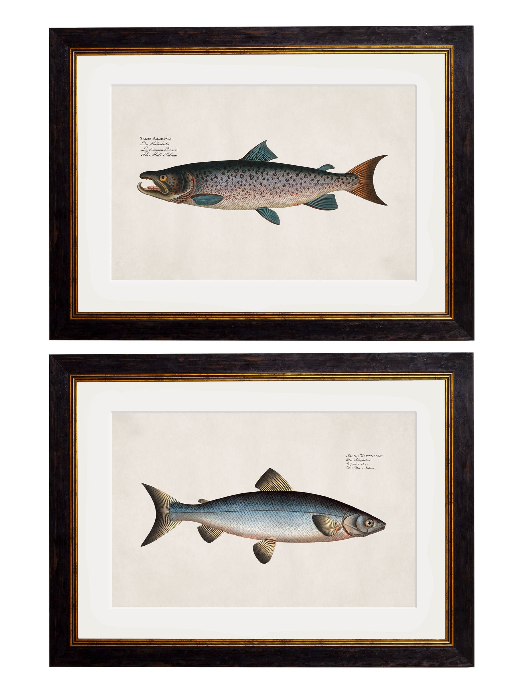 c.1785 Studies of Salmon | Vintage Natural History Framed Print