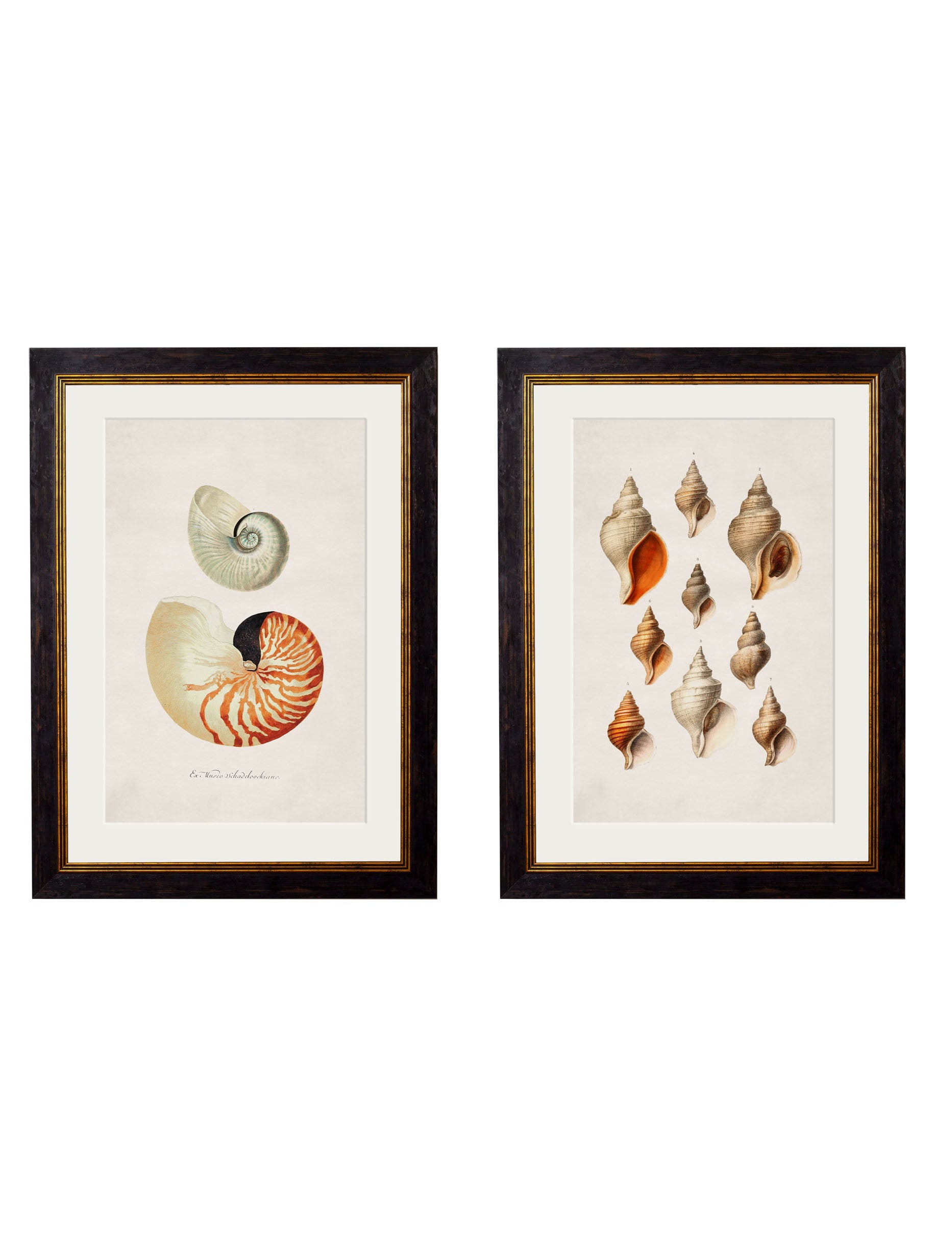 Two framed artworks on a white wall with natural light coming through a window.