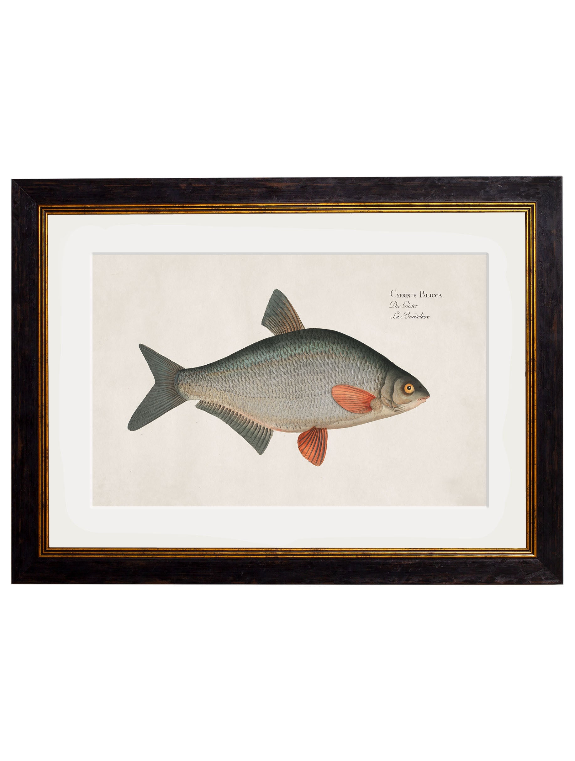 c.1785 Fresh Water Fish | Vintage Natural History Framed Print