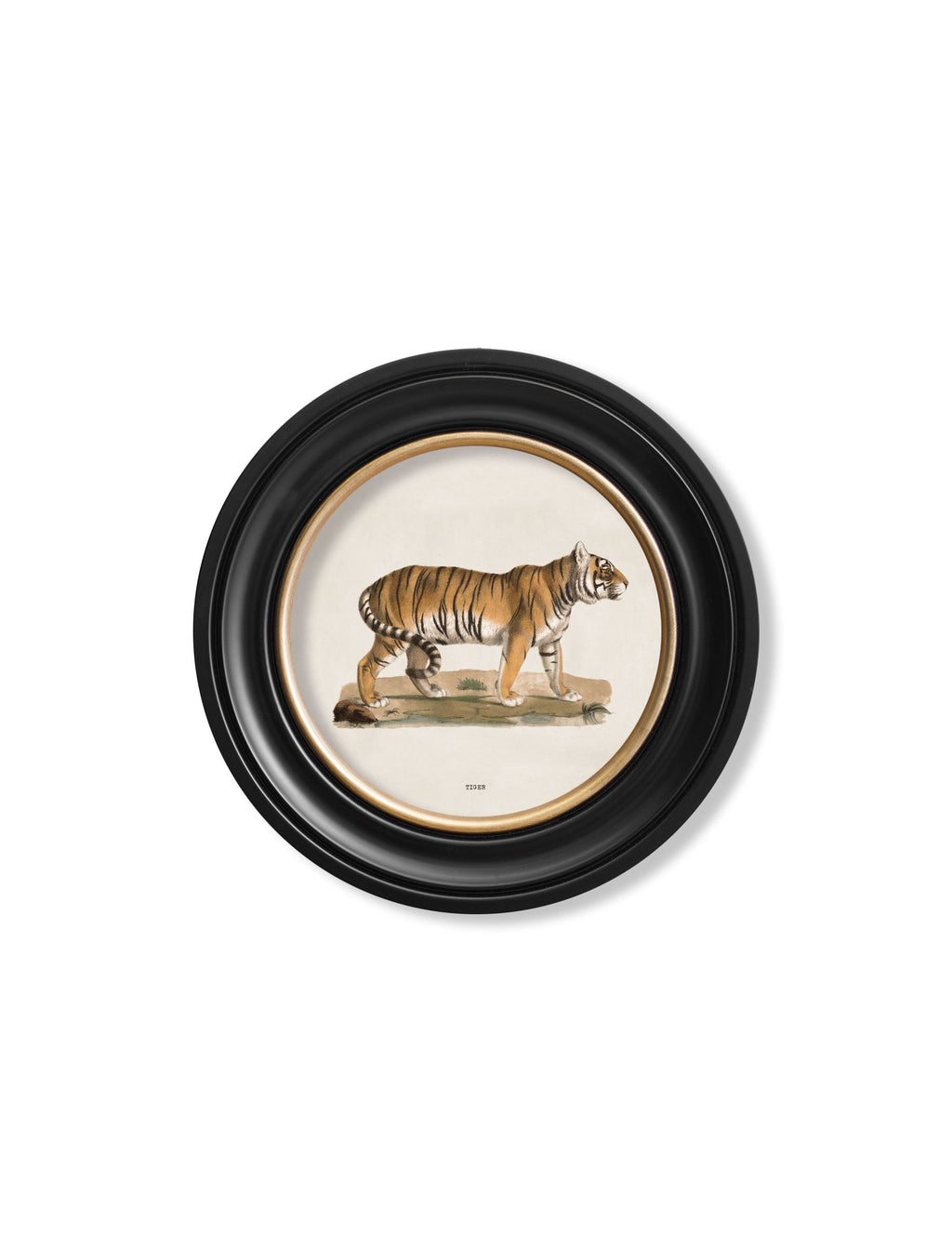 c.1824 Tiger - Round Frame