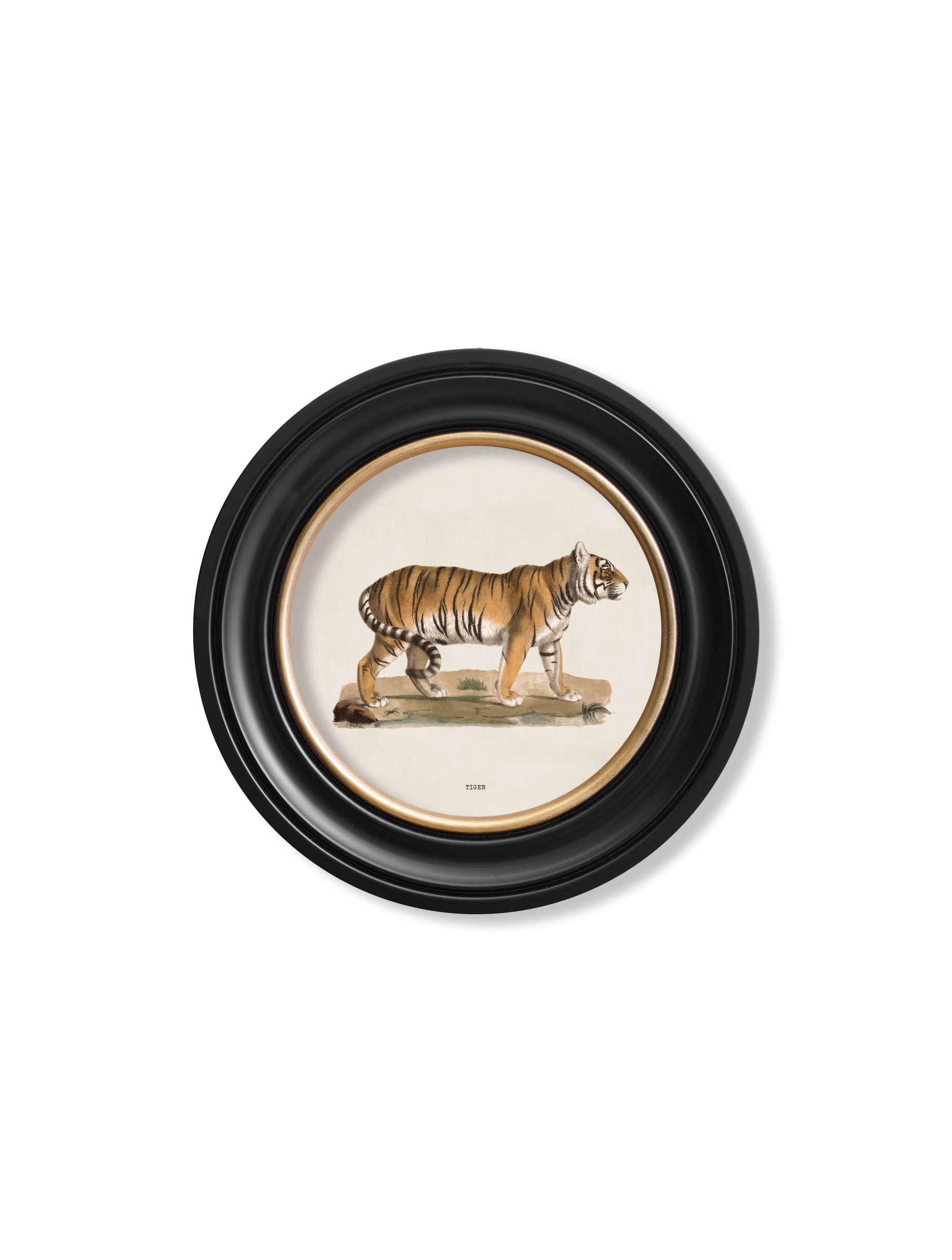 c.1824 Tiger - Round Frame