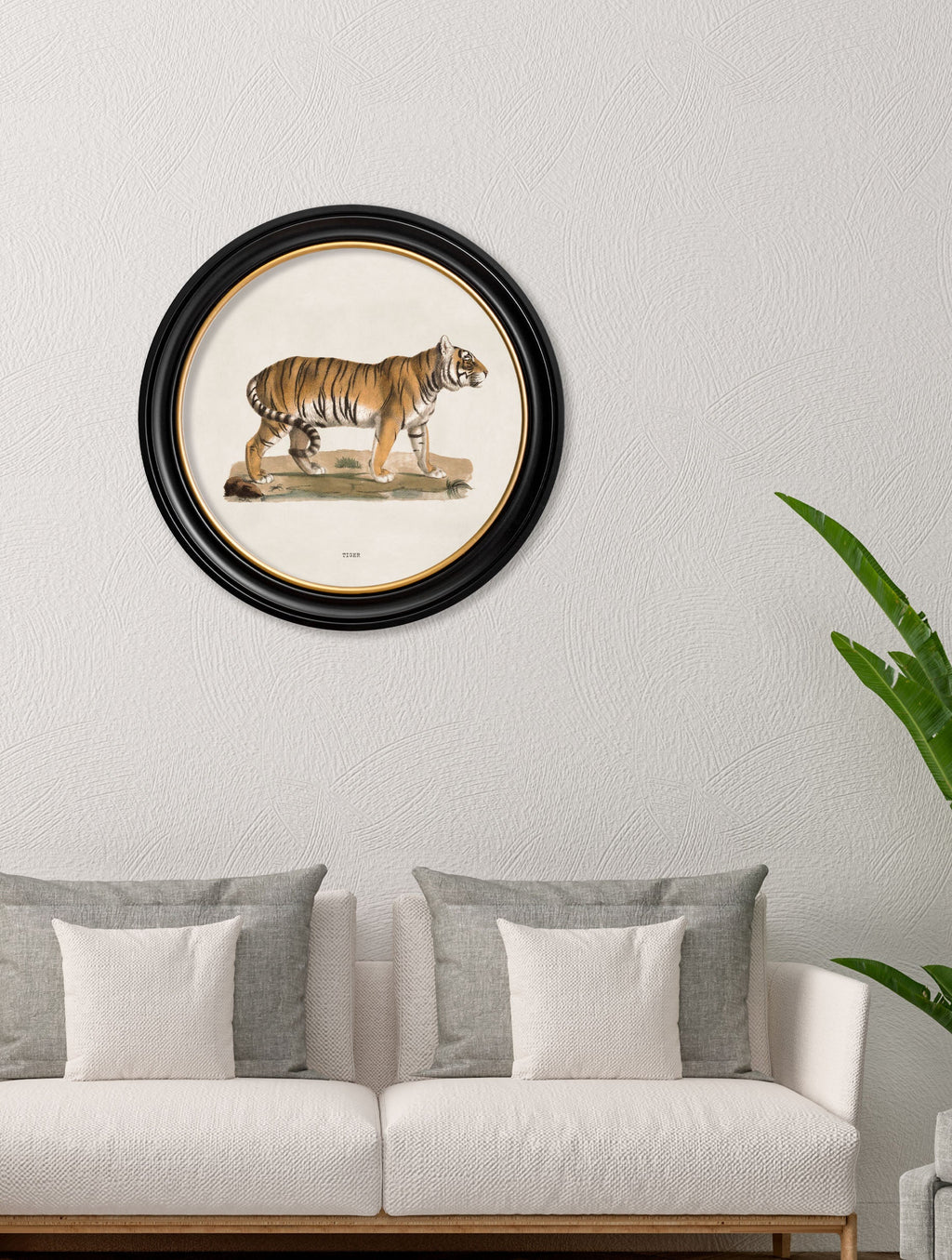 c.1824 Tiger - Round Frame