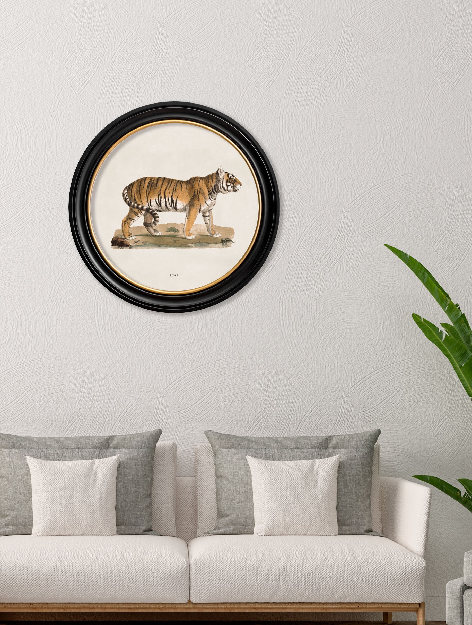 c.1824 Tiger - Round Frame